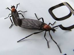 Love Bugs Mating Season What Nightmares Are Made Of Love Bugs Bugs Love
