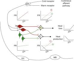 Body Temperature Regulation An Overview Sciencedirect Topics