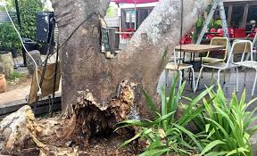 Delonix regia in my suburb the original flower buds of poincianas were killed in november by the hail storm, so there was not 'red flame' at christmas time. Iconic Tree Gone But Not Forgotten Daily Telegraph