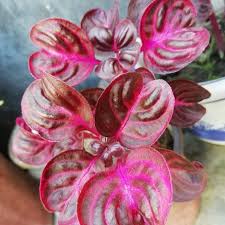 Image result for Iresine