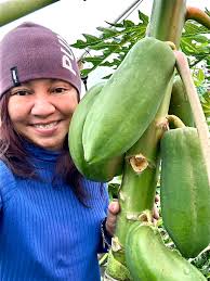 Has anyone grown papaya trees in Central Texas?