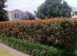 Suitable plants for screening can include hedging shrubs, trees or grasses and bamboos, depending on the level of formality, and the height and spread required for the space. Fast Growing Screening Plants For More Privacy Jimsmowing Com Au