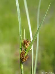 Image result for Rhynchospora brownii