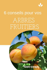 Floraison Irreguliere Maladies Taille Les Astuces De Notre Expert En Jardinage Arbre Fruitier Abricotier Fruitier