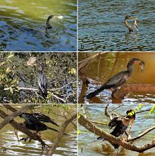 Recent examples on the web birds required to be protected include anhinga, cormorant, great blue heron, great egret and snowy egret, all of which have different. Anhingas Anhinga Anhinga With Impaled Prey And Anthropogenic Debris Download Scientific Diagram