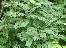 Image result for Acacia welwitschii