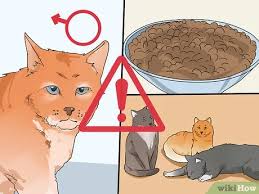Sedation or general anesthesia is needed in all but the sickest patients to allow placement of prevention of urethral blockage depends on the cause of the blockage. How To Diagnose And Treat Urinary Blockages In Cats 11 Steps