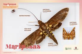 Borboleta e mariposa: conheça as diferenças que tornam esses insetos tão  distintos - Instituto Butantan