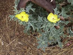 Image result for Argemone mexicana