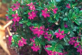 Image result for Cuphea hyssopifolia