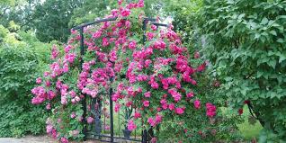 Wall climb zum kleinen preis hier bestellen. Easy To Grow Wall Climbing Plants Lawrence Park