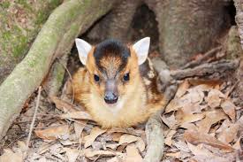 How to butcher a deer at home.the ultimate deer butchery video.2. My Weird Pet A Muntjac Almost The World S Smallest Deer So Cute Hubpages