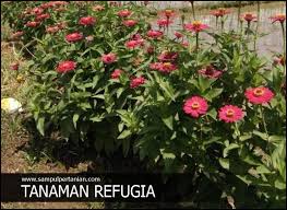 Maybe you would like to learn more about one of these? Manfaat Refugia Bagi Tanaman Budidaya