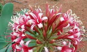 Image result for Indigastrum parviflorum