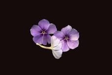 8-1-2026 African Violets