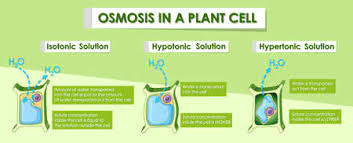 Water diffuses out of the cell by osmosis. Diagram Showing Osmosis In Plant Cell Illustration Tasmeemme Com