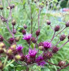 Image result for Vernonia