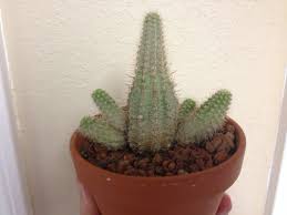 Cactus can be seen on map and grow in one biome (desert) making it easier to gather a lot. Questions Archives Page 4 Of 20 Cactus Jungle