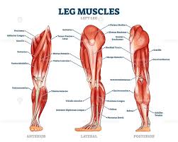 Some tendons are at risk of becoming inflamed and developing tendonitis. Leg Muscle Anatomical Structure Labeled Front Side And Back View Diagrams Leg Muscles Leg Muscles Anatomy Human Muscle Anatomy
