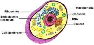 Label the animal cell diagram, with a glossary of animal cell terms included. Untitled Document