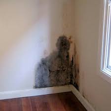Got Mold Household Mold Can Cause Illness In Most Cases Healthy People Recover But In Some Mold Exposure Remove Mould From Fabric Mildew Remover For Fabric