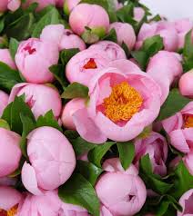 Far east orchid is its floral arm, with the the wholesale fresh flower centre located right next to far east flora. Buy Direct Flower Wholesale In Singapore Dwf Group