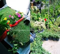 Variasi ini sangat berjaya untuk gabungan antara spesies dan interspesies, kerana pokok itu memberikan pemakanan yang baik kepada skuad, yang pada gilirannya, dengan cepat. Beli Rumput Kat Sungai Buloh Lynda Che Lah