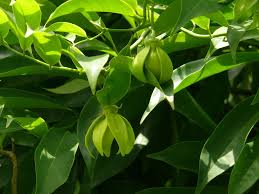 Image result for Artabotrys