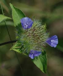 Image result for Jacquemontia