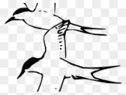 Free printable tern coloring pages available in high quality image and pdf format. Together Forever Clipart Arctic Tern Coloring Page Free Transparent Png Clipart Images Download