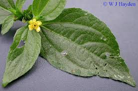 Image result for Synedrella nodiflora