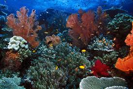Ketenaran raja ampat bahkan telah didokumentasikan dalam film lautan raja ampat sangat kaya dengan biota laut, karena 75% spesies ikan di dunia berada di raja ampat. Raja Ampat Papua Thousand Of Tourist Attractions In Indonesian