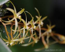 Image result for Aerangis ugandensis