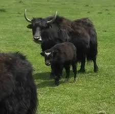 Image result for yak