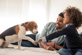 They're floofy, they're floppy and they're. How To Help Your Dog Love Children American Kennel Club