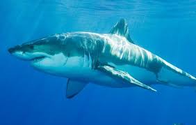 En Olumcul Canlilar Buyuk Beyaz Kopekbaligi Kopekbaliklari Megalodon