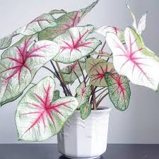 Lovethemplants Caladium White Queen I Still Can T Believe This Is A Real Plant Caladiumwhitequeen Houseplants Plants House Plants Decor Inside Plants