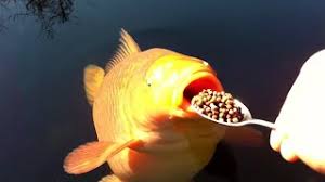 The website is coy about its pricing but usually offers 30% or 40% discounts over the following rates (you do the math): The Most Expensive Koi Fish In The World Youtube