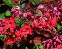 Image result for Clerodendrum fasciculatum