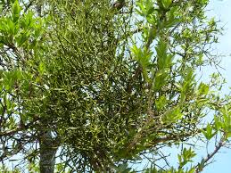 Image result for Viscum