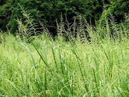 Image result for Echinochloa pyramidalis