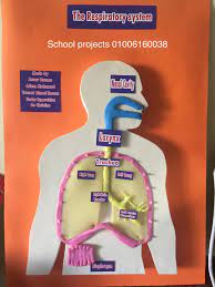 School Project The Respiratory System Project Grade 6 Facebook
