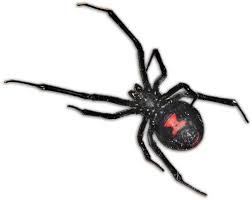 The upshot is that since black widow is kicking off the next mcu phase, we won't have a terribly long pause between phase 4 film releases. Black Widow Spider Pcs Black Widow Spider South Africa Clipart Large Size Png Image Pikpng