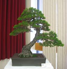 2009 Golden State Bonsai Convention Show Bonsai Und Natur