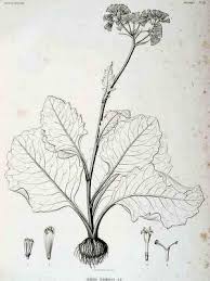 Image result for Solanecio