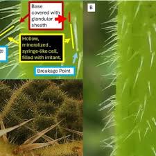 Image result for Girardinia bullosa