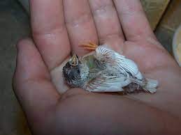 Finches List Of Types With Pictures Care Tips Singing Wings Aviary Com