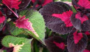 Image result for Coleus alpinus