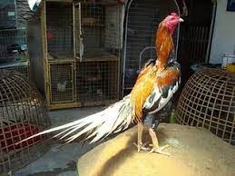 Biasanya ayam yang diadu hingga salah satu kabur atau kalah, bahkan hingga mati. Fashare