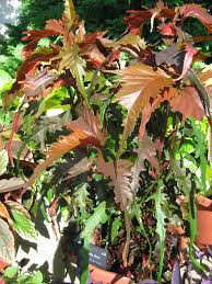 Image result for Acalypha ambigua
